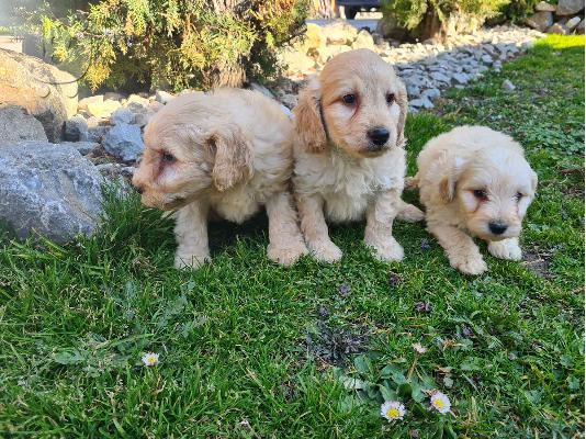 Goldendoodle κουτάβια προς πώληση