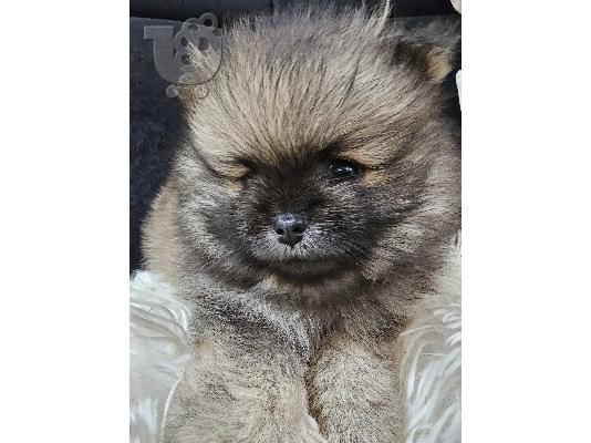 Αρσενικό κουτάβι Pomeranian Spitz