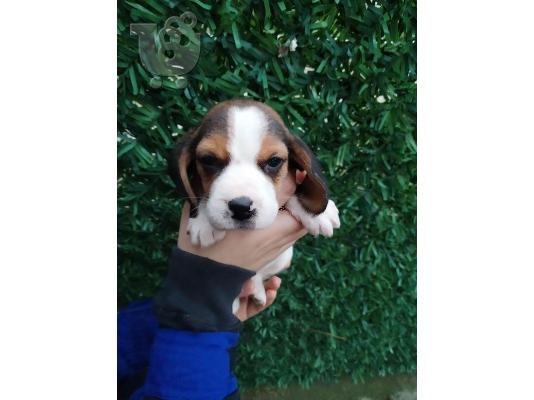 PoulaTo: Κουτάβια Beagle προς πώληση