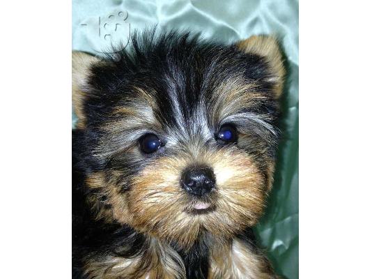 PoulaTo: κουτάβια Yorkshire Terrier για υιο