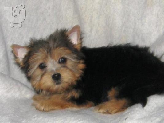 PoulaTo: Yorkshire terrier super pocket
