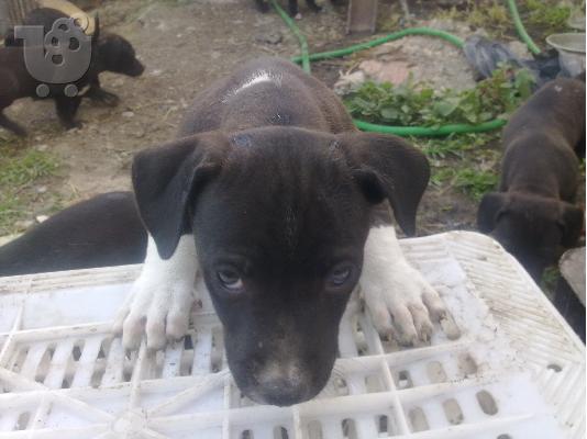 AMERICAN PITBULL TERRIER