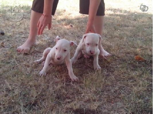 PoulaTo: DOGO ARGENTINO