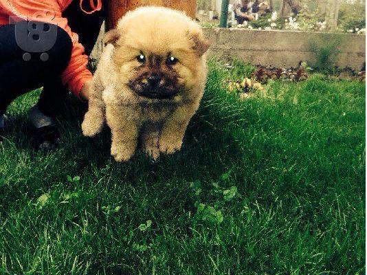 CHOW CHOW