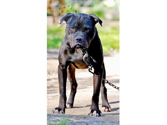 PoulaTo: Pitbull