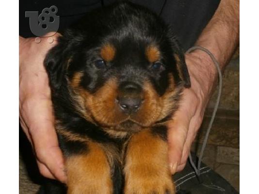 PoulaTo: Rottweiler καθαροαιμα  6979314054 ΑΘΗΝΑ-ΘΕΣΣΑΛΟΝΙΚΗ -ΚΡΗΤΗ