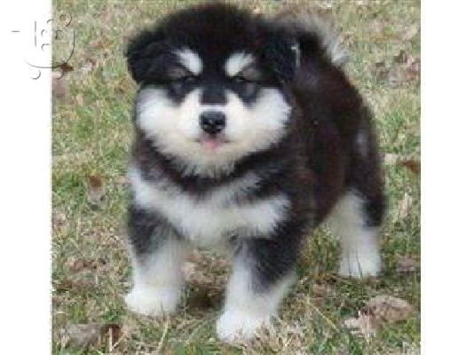 PoulaTo: MALE AND FEMALE SIBERIAN HUSKY 12 WEEKS OLD