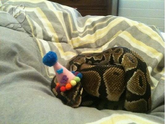 ΒΑLL PYTHON ΠΩΛΕΙΤΑΙ