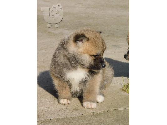 Ιαπωνικά κουτάβια akita