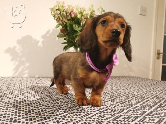 PoulaTo: Dachshund - Ντάτσχουντ