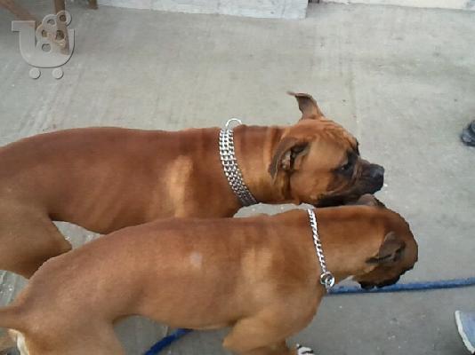PoulaTo: boxer