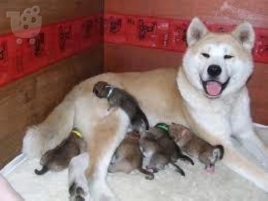 PoulaTo: akita inu