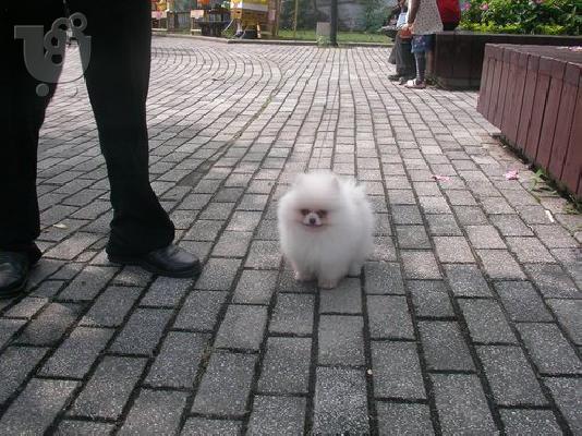 pomeranian