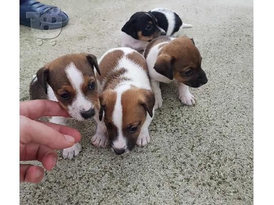 PoulaTo: Jack russell