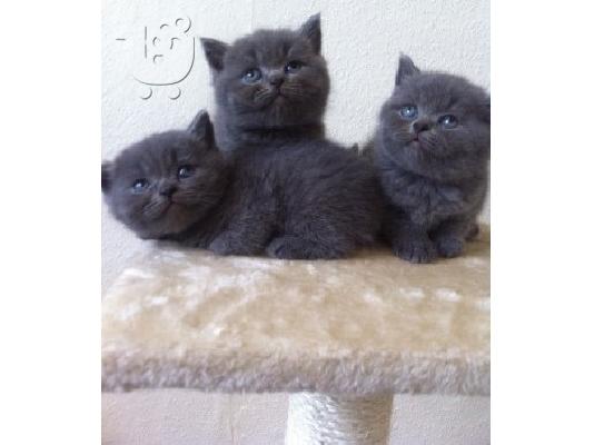 PoulaTo: Reg Bsh γατάκια .. ** μόνο 1 Blue Boy Διαθέσιμο *