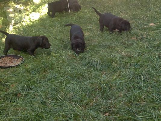 cane corso