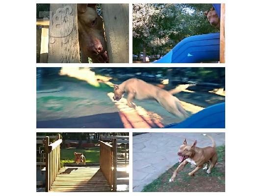 PoulaTo: American staffordshire terrier