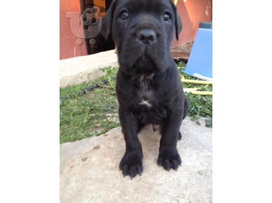 PoulaTo: Cane Corso