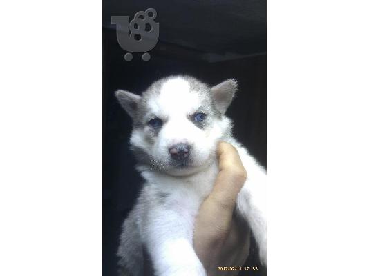 PoulaTo: HUSKY (ΧΑΣΚΙ)