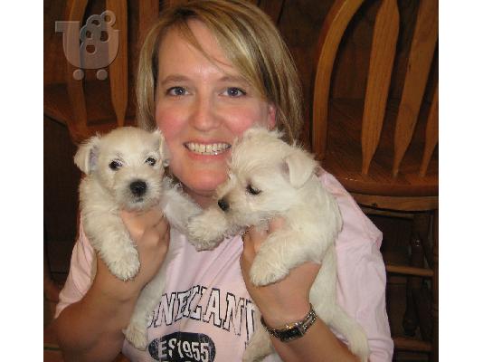 PoulaTo: West Highland Terrier