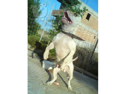 pitbull white Πίτμπουλ