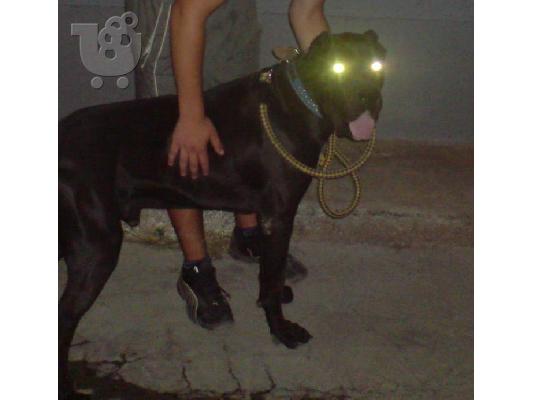 ΚΑΝΕ ΚΟΡΣΟ ΑΡΣΕΝΙΚΟ Μαστίφ Μαστίφ