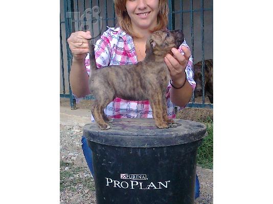 pressa canario