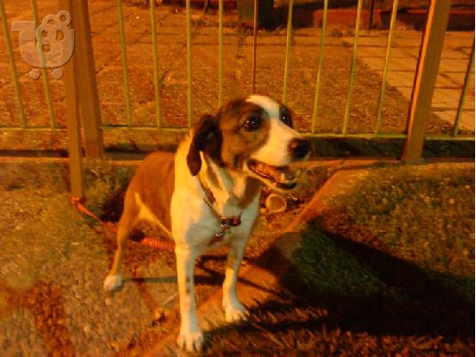 Χαρίζεται Jack Rassel Ημιαιμο