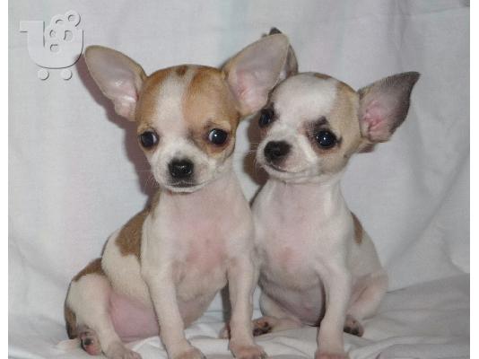 PoulaTo: ♥♥♥ ΔΩΡΕΑΝ κουτάβια Shih Tzu Ποιότητα: ♥♥♥ επικοινωνήστε μαζί μας