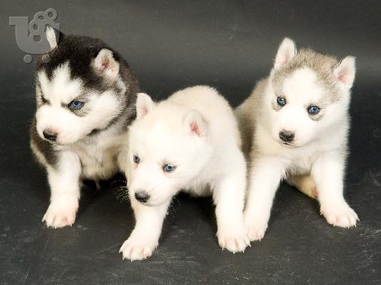 husky siberian