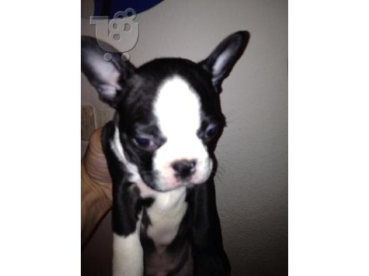 Boston terrier