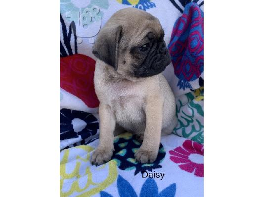 PoulaTo: Pug Puppy