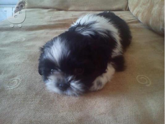 ΠΩΛΕΙΤΑΙ SHIH TZU