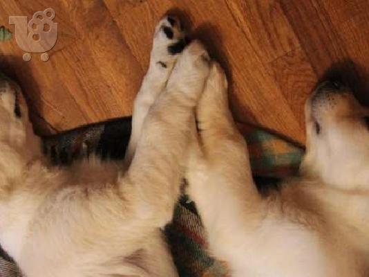 GOLDEN RETRIEVER
