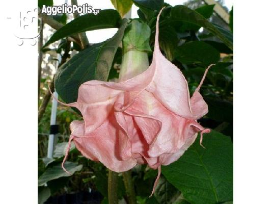 50 Σποροι Ροζ Datura