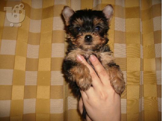 PoulaTo: yorkshire terrier mini Τεριέ Γιορκσάιρ Τεριέ Γιορκσάιρ