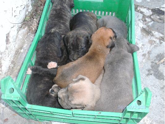 cane corso
