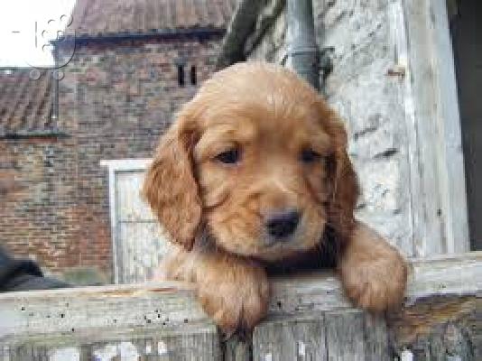 Cocker Spaniel καθαροαιμα Αθηνα-Θεσσαλονικη-Νησια dogsmania.gr 6979314054...