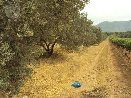 αγροτεμμαχιο με ελιες στα εξαμιλια θεση κεσσιμια
