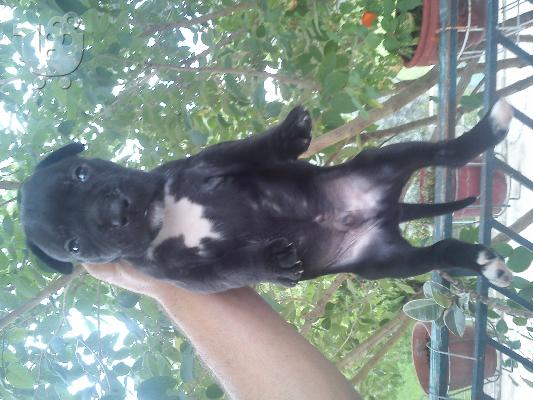 pit bull me dogo argentino