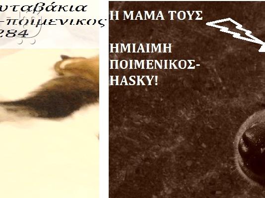 PoulaTo: ΥΙΟΘΕΤΗΣΤΕ ΤΑ!