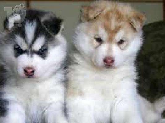 PoulaTo: husky