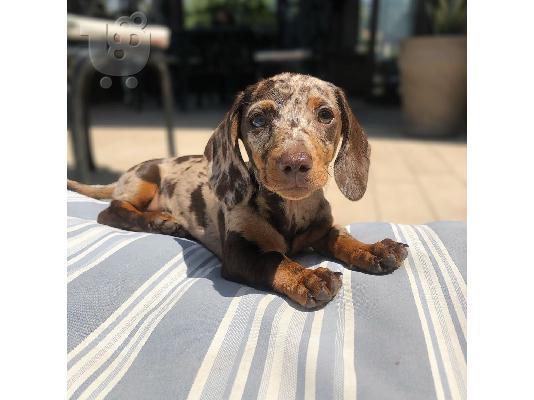 Dachshund sweet mini puppies