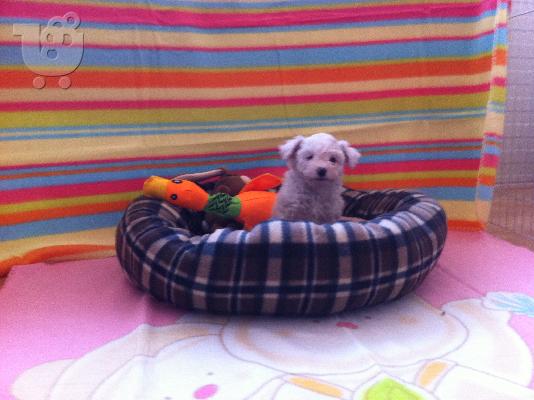 PoulaTo: Bichon Frise