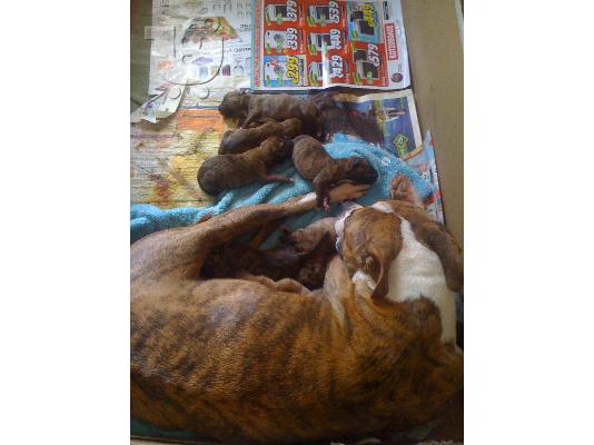 ΠΩΛΟΥΝΤΑΙ ΚΑΘΑΡΟΑΙΜΑ ΚΟΥΤΑΒΙΑ PITBULL