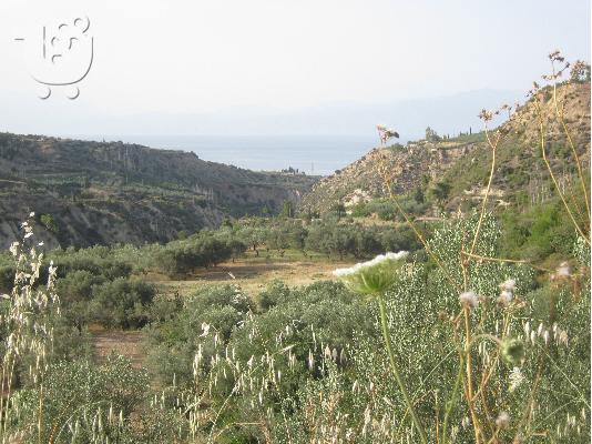 Πωλείται αγροτεμάχιο, περιοχή Γελινιατίκων Δήμου Ξυλοκάστρου...