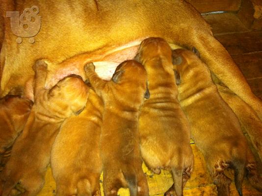 PoulaTo: ΚΟΥΤΑΒΙΑ DOGUE DE BORDEAUX---ΓΑΛΛΙΚΟ ΜΑΣΤΙΦ