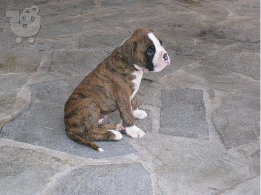 καθαρόαιμα Boxer