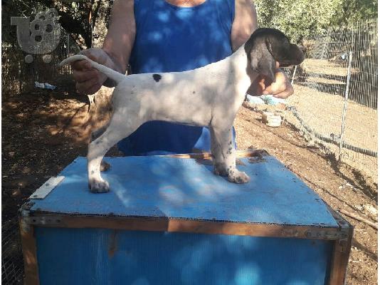 Πώληση κουταβιων πόιντερ