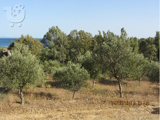 Ευκαιρια!!!!!!!!!!! οικοπεδο 4000 τμ 100 μετρα απο την ακτη στο βαθυ λακωνιας...